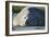 Southern Elephant Seal Relaxing in the Sand-DLILLC-Framed Photographic Print