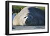 Southern Elephant Seal Relaxing in the Sand-DLILLC-Framed Photographic Print