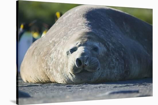 Southern Elephant Seal Relaxing in the Sand-DLILLC-Stretched Canvas