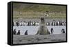 Southern Elephant Seal Showing Size Comparison-null-Framed Stretched Canvas