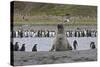 Southern Elephant Seal Showing Size Comparison-null-Stretched Canvas