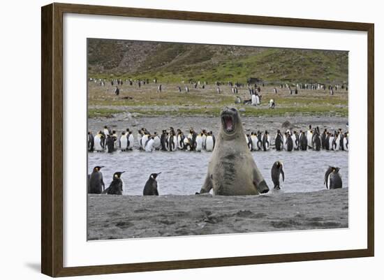 Southern Elephant Seal Showing Size Comparison-null-Framed Photographic Print