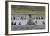 Southern Elephant Seal Showing Size Comparison-null-Framed Photographic Print