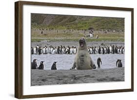 Southern Elephant Seal Showing Size Comparison-null-Framed Photographic Print