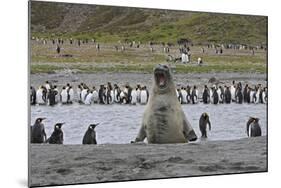 Southern Elephant Seal Showing Size Comparison-null-Mounted Photographic Print