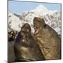 Southern elephant seal, two males fighting. St Andrews Bay, South Georgia-Tony Heald-Mounted Photographic Print