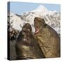 Southern elephant seal, two males fighting. St Andrews Bay, South Georgia-Tony Heald-Stretched Canvas