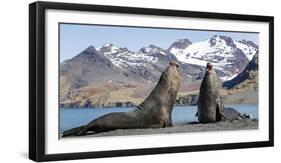 Southern elephant seal, two males threatening one another. Gold Harbour, South Georgia-Tony Heald-Framed Photographic Print