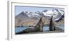 Southern elephant seal, two males threatening one another. Gold Harbour, South Georgia-Tony Heald-Framed Photographic Print