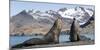 Southern elephant seal, two males threatening one another. Gold Harbour, South Georgia-Tony Heald-Mounted Photographic Print
