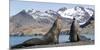 Southern elephant seal, two males threatening one another. Gold Harbour, South Georgia-Tony Heald-Mounted Photographic Print