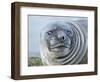 Southern elephant seal, weaned pup on beach. South Georgia Island-Martin Zwick-Framed Photographic Print