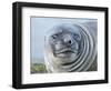 Southern elephant seal, weaned pup on beach. South Georgia Island-Martin Zwick-Framed Photographic Print