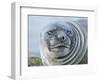 Southern elephant seal, weaned pup on beach. South Georgia Island-Martin Zwick-Framed Photographic Print