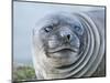 Southern elephant seal, weaned pup on beach. South Georgia Island-Martin Zwick-Mounted Photographic Print