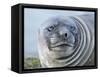 Southern elephant seal, weaned pup on beach. South Georgia Island-Martin Zwick-Framed Stretched Canvas