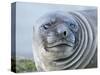 Southern elephant seal, weaned pup on beach. South Georgia Island-Martin Zwick-Stretched Canvas