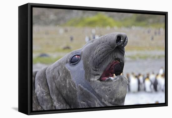 Southern Elephant Seal with King Penguins-null-Framed Stretched Canvas