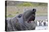 Southern Elephant Seal with King Penguins-null-Stretched Canvas