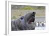 Southern Elephant Seal with King Penguins-null-Framed Photographic Print