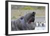 Southern Elephant Seal with King Penguins-null-Framed Photographic Print