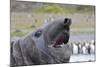 Southern Elephant Seal with King Penguins-null-Mounted Photographic Print