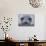 Southern Elephant Seal Yearling, South Georgia Island, Antarctica-Hugh Rose-Photographic Print displayed on a wall