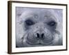 Southern Elephant Seal Yearling, South Georgia Island, Antarctica-Hugh Rose-Framed Photographic Print