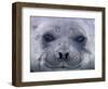 Southern Elephant Seal Yearling, South Georgia Island, Antarctica-Hugh Rose-Framed Photographic Print