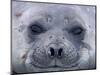 Southern Elephant Seal Yearling, South Georgia Island, Antarctica-Hugh Rose-Mounted Photographic Print