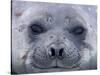 Southern Elephant Seal Yearling, South Georgia Island, Antarctica-Hugh Rose-Stretched Canvas