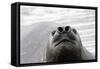 Southern Elephant Seal-null-Framed Stretched Canvas