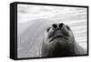 Southern Elephant Seal-null-Framed Stretched Canvas