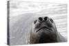 Southern Elephant Seal-null-Stretched Canvas