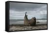 Southern Elephant Seal-Joe McDonald-Framed Stretched Canvas