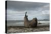 Southern Elephant Seal-Joe McDonald-Stretched Canvas