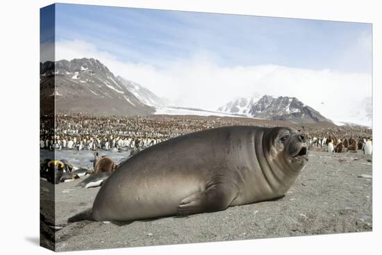 Southern Elephant Seal-Joe McDonald-Stretched Canvas