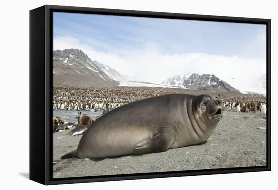 Southern Elephant Seal-Joe McDonald-Framed Stretched Canvas