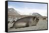 Southern Elephant Seal-Joe McDonald-Framed Stretched Canvas