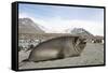 Southern Elephant Seal-Joe McDonald-Framed Stretched Canvas