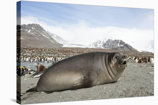 Southern Elephant Seal-Joe McDonald-Stretched Canvas