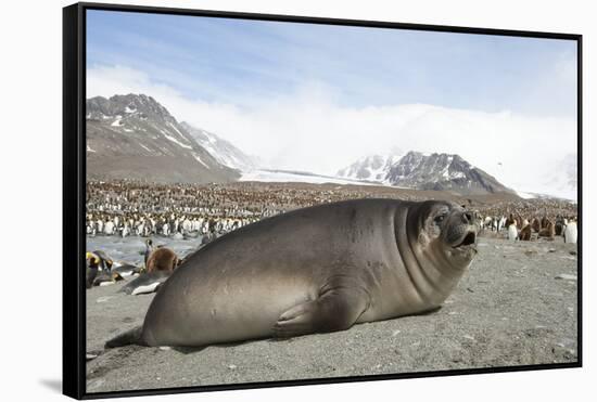 Southern Elephant Seal-Joe McDonald-Framed Stretched Canvas