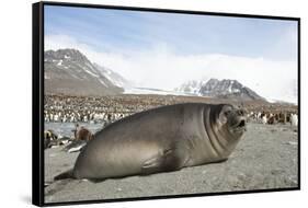 Southern Elephant Seal-Joe McDonald-Framed Stretched Canvas