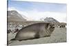 Southern Elephant Seal-Joe McDonald-Stretched Canvas