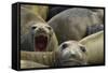 Southern Elephant Seal-Joe McDonald-Framed Stretched Canvas