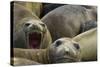 Southern Elephant Seal-Joe McDonald-Stretched Canvas