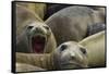 Southern Elephant Seal-Joe McDonald-Framed Stretched Canvas