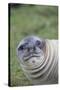 Southern Elephant Seal-DLILLC-Stretched Canvas