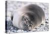 Southern Elephant Seal-DLILLC-Stretched Canvas