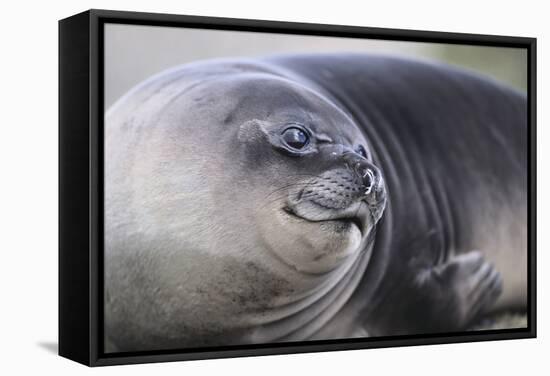 Southern Elephant Seal-DLILLC-Framed Stretched Canvas